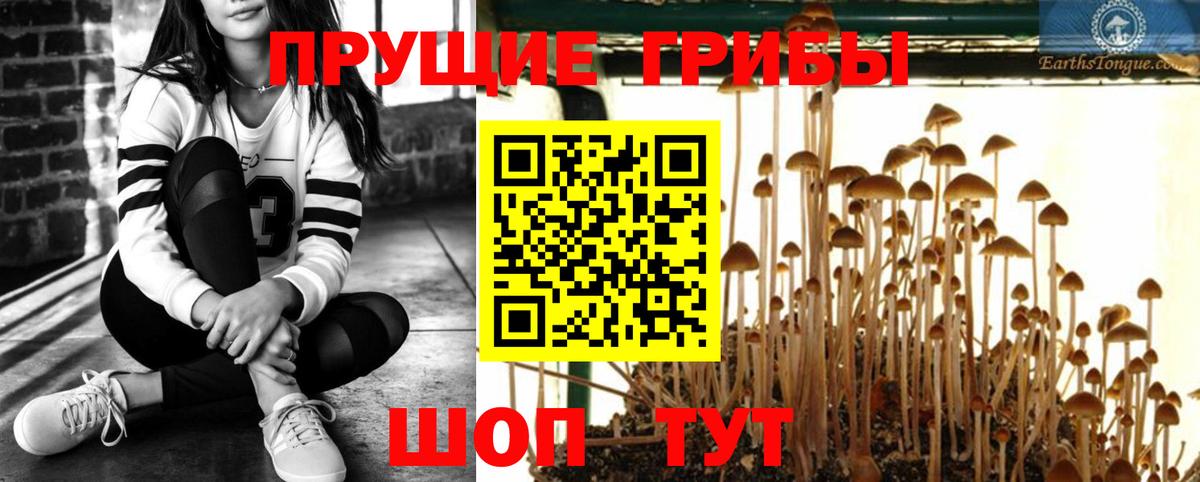 где можно купить   Вход с VPN  Новочебоксарск  Псилоцибиновые грибы GOLDEN TEACHER  Галлюциногенные грибы Psilocybe 